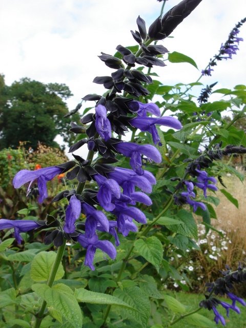 Salvia guaranitica